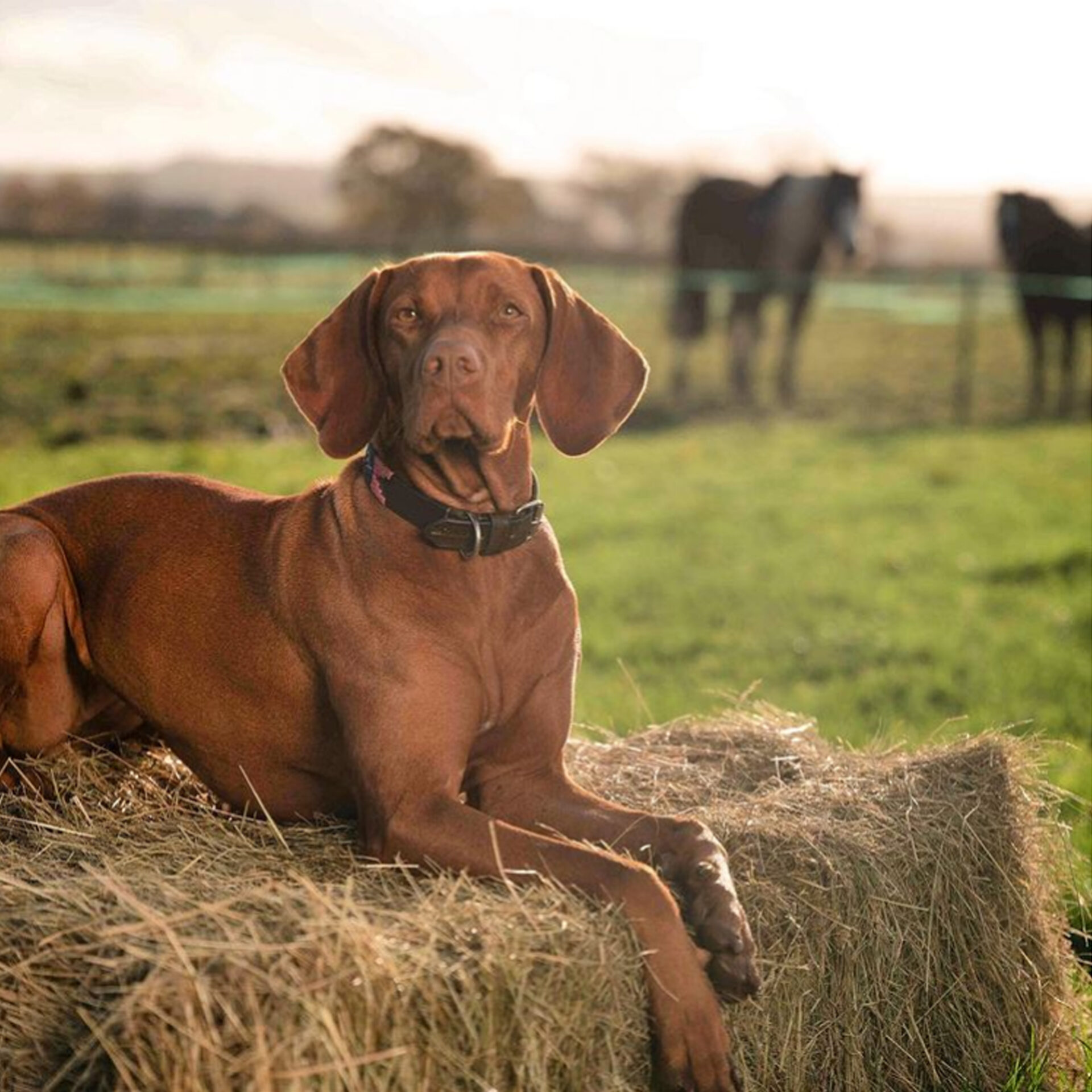 pampeano_argentine_petalo_dog_collar_lifestyle_3 pampeano_argentine_petalo_dog_collar_lifestyle_3